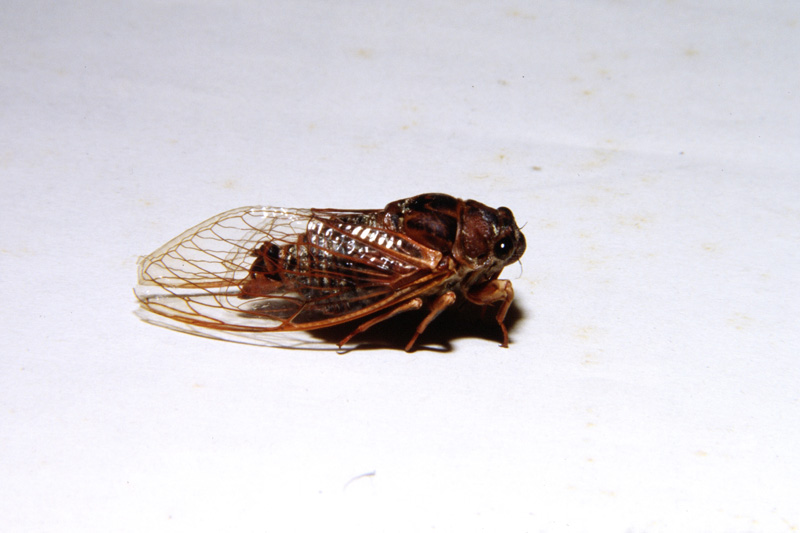 Tibicina haematodes (nata deforme ?)